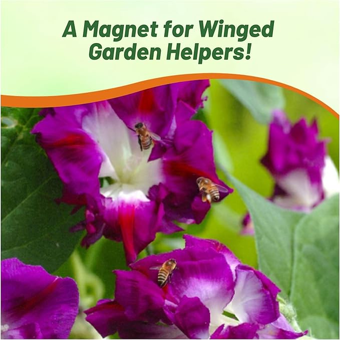 Outsidepride Sunrise Serenade Morning Glory Seeds - 100 Pcs. Annual, Climbing & Vining Flower Seeds for Planting Cerise & Purple Blooms, Ideal for Gardens, Trellises & Vertical Landscapes