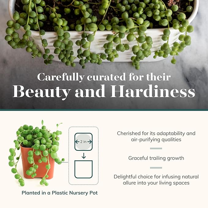 Shop Succulents String of Pearls Succulent Plant 2" Grow Pot Pack of 64
