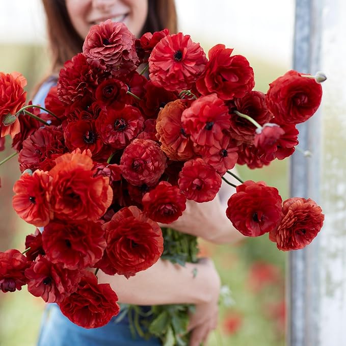 Eden Brothers Ranunculus Bulbs - Chocolate
