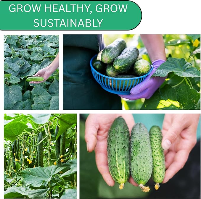 Woods Creek Seeds: Straight Eight Cucumber Seed for Planting - Over 90 Heirloom Seed Pack - Non-GMO Pickling Cucumber Seeds for Planting Indoors or Outdoors