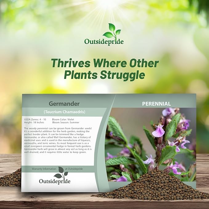 Outsidepride Germander Herb Seeds - 500 Pcs Perennial, 18-Inch Tall, Violet Blooms, Evergreen Ornamental Hedge for Herb Gardens, Attracts Bees & Butterflies, Minimal Watering Needs