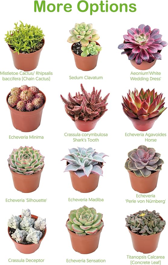 Live Succulents Aeonium 'Pink Wich' (4-inch), Succulent Plants Fully Rooted in Pots with Soil, Easy-Care House Plant for DIY, Home Office Decor, Wedding Party Favor