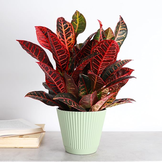 Thorsen's Greenhouse Live Petra Croton Plant, Codiaeum Variegatum, Colorful Foliage, Live Indoor Houselant (Sage, 6-inch Pot)