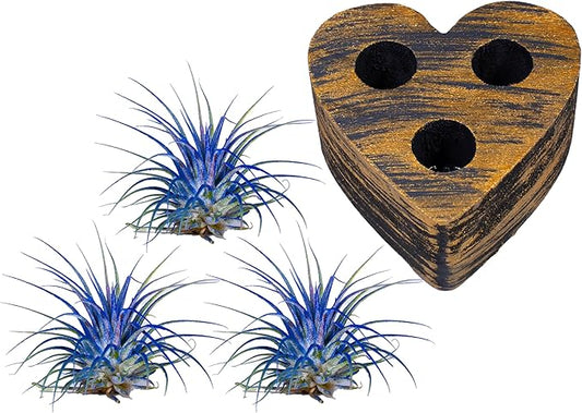 Air Plants - Tillandsia Ionantha - Organically Enhanced Color - Live Arrival Guaranteed - House Plants for Home Decor & Gift (Blue Bell 3PK + Black Gold Heart)