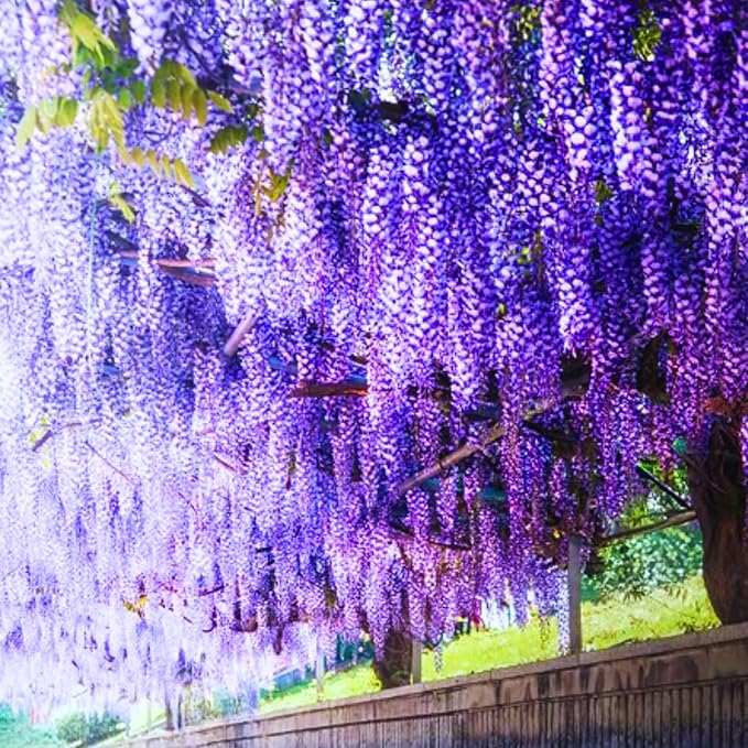 Pack 2 Purple Wisteria Live Plants for Planting, Wisteria Trees Live Plants 6 to 12 Inches Tall, in Pots, Wisteria Vine Flowers