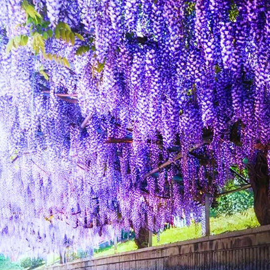 Pack 2 Purple Wisteria Live Plants for Planting, Wisteria Trees Live Plants 6 to 12 Inches Tall, in Pots, Wisteria Vine Flowers