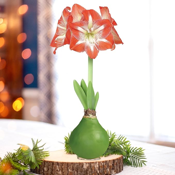 Garden State Bulb Waxed Amaryllis Flower Bulb, 30/32cm (Green)