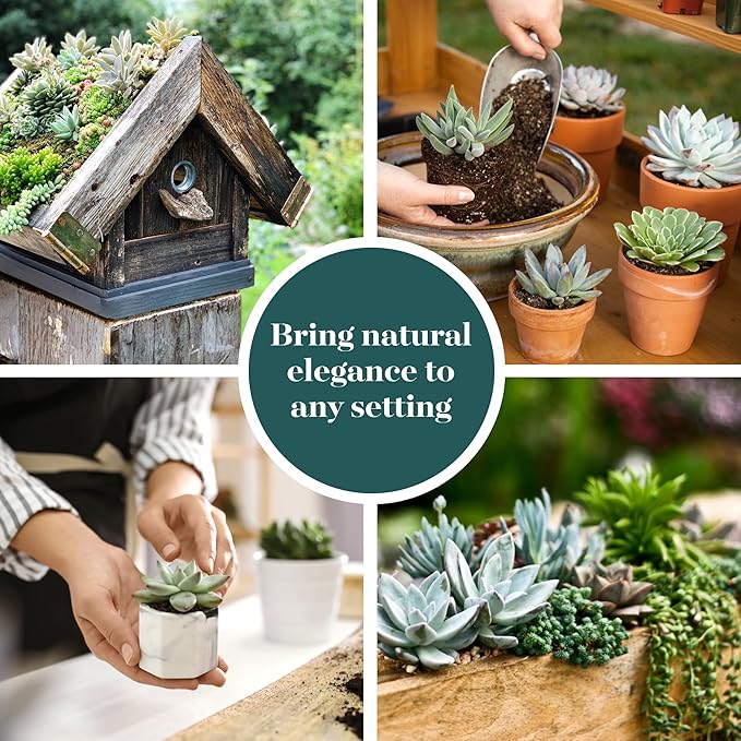 Shop Succulents Blue & Green Succulent Plant Pack Collection - Live Mini Succulent Plants, Low Maintenance, Mixture of Textures - Wedding and Party Favors, Gift & Garden, Pack of 12
