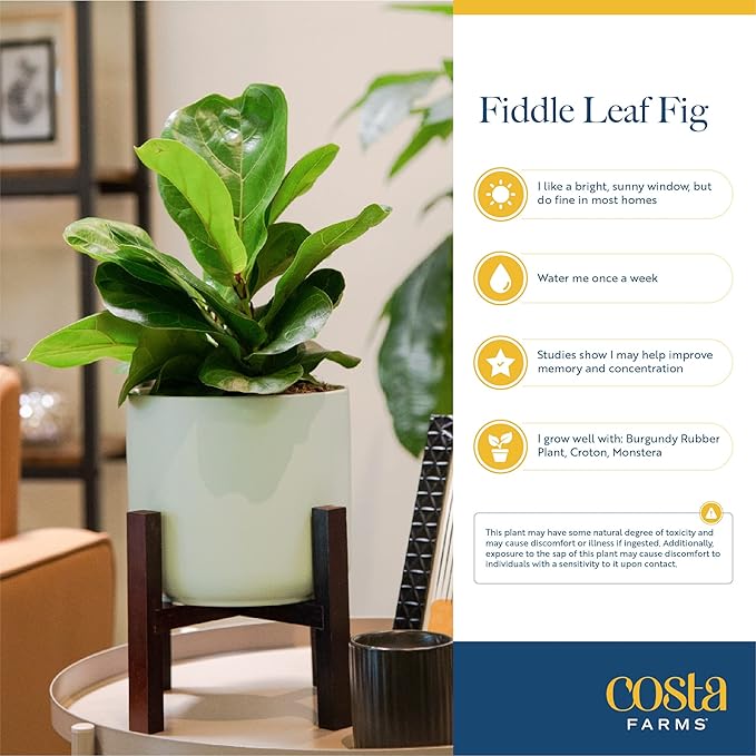 Costa Farms Fiddle Leaf Fig Tree Live Plant, Little Ficus Indoor Plant in Modern Decor Planter, Houseplant Potted in Potting Soil, Birthday, Housewarming, Home Decor, 1-Foot Tall