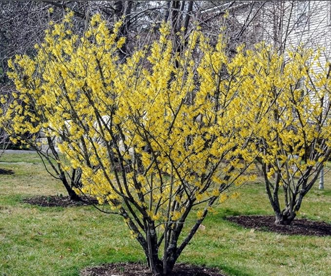 2 Witch Hazel Trees/Shrubs - 8" Tall Live Plants - 4" Pots - Hamamelis virginiana