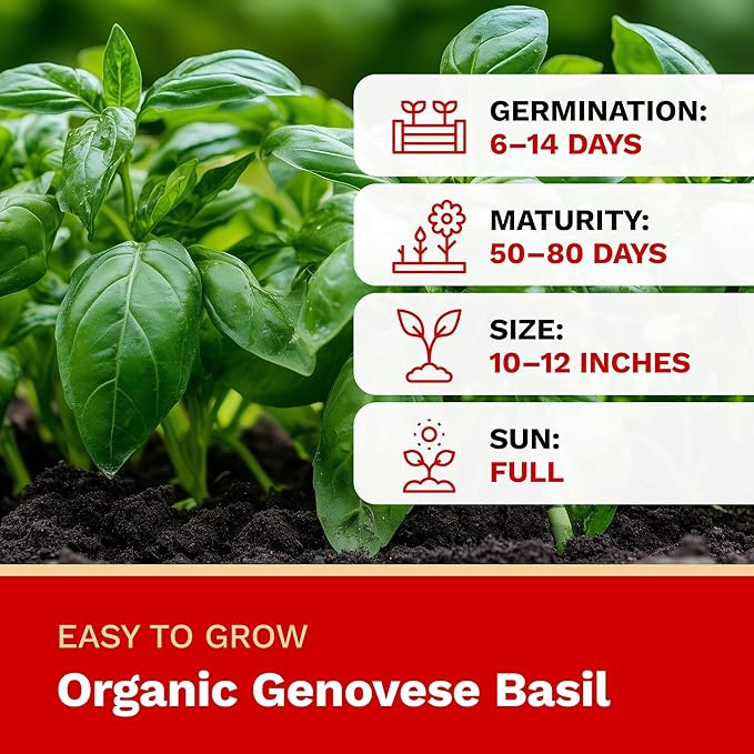 The Harvest Company Organic Genovese Basil, Non-GMO, Certified USDA Organic, Open-Pollinated, Garden Seeds for Indoor Outdoor Planting, 200 Seeds