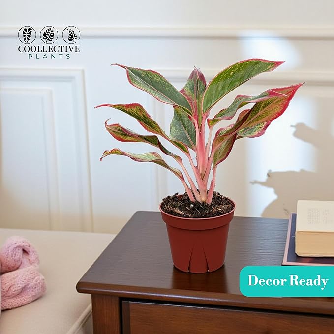 CoollectivePlants Aglaonema Siam Red – Aglaonema Live Plant in 4″ Growers Pot - Vibrant Red-Green Foliage, Live Indoor Plant