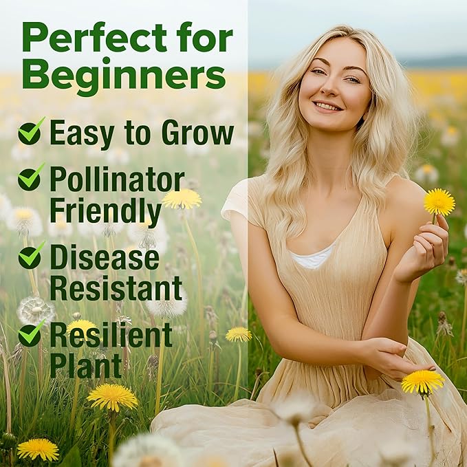 HOME GROWN Dandelion Seeds for Planting – 600 Heirloom Medicinal Herb Seeds (~0.3g) Grow Edible Leaves and Flowers for Remedies or Wildlife (Taraxacum officinale)