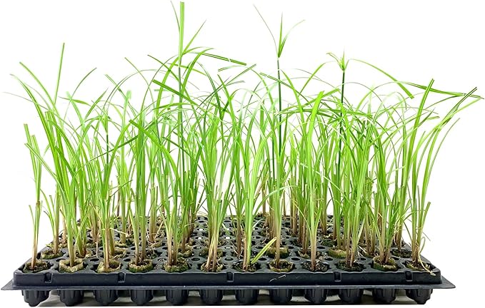 Giant Egyptian Papyrus | 10 Live Plants | Cyperus Large Shade & Wet Tolerant Aquatic Foliage
