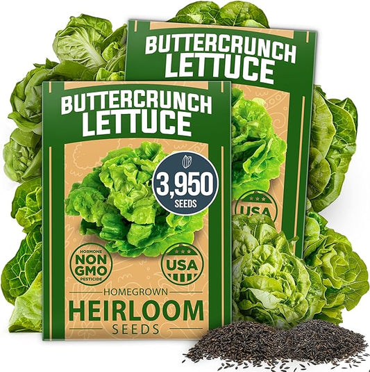 HOME GROWN Buttercrunch Lettuce Seed Pack - 3950 Vegetable Seeds - Ideal Seeds for Hydroponic Garden Indoor Premium and Heirloom Butter Lettuce Seeds for Planting (Lactuca Sativa)