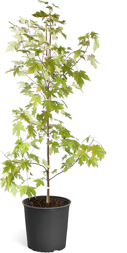 Brighter Blooms - October Glory Red Maple Tree, 5-6 ft. - No Shipping to AK, AZ, HI