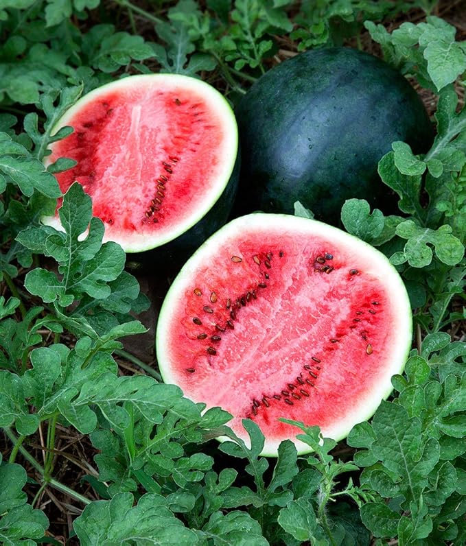 Watermelon Black Beauty Seeds – Citrullus Lanatus | Sweet & Juicy Heirloom Variety | Large, Dark Green Melons