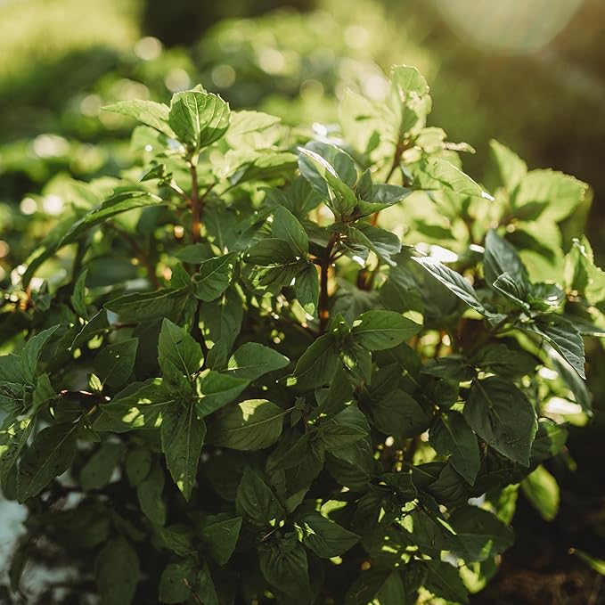 Cinnamon Basil - 250 Seeds - Heirloom & Open-Pollinated Variety, Non-GMO Culinary Herb Seeds for Planting, Grow Kitchen Herbs Indoors or Outdoors in Containers or The Home Garden, Thresh Seed Company