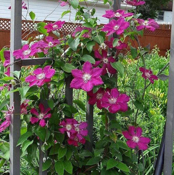 Clematis Cardinal Wyszynski Vine - 5 Live Plants in 4 Inch Growers Pots - Clematis 'Cardinal Wyszynski' - 2 Years Old Ready to Be Planted - Bold and Beautiful Crimson Flowering Vine
