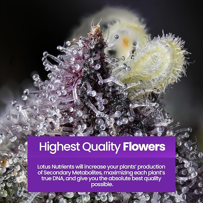 Bloom Pro Series - Hydroponic Plant Nutrients and Fertilizer, Water Soluble Plant Food, for Coco Coir Hydro and Soil, Enhances Flowering and Fruiting, Indoor and Outdoor Grows (64oz)