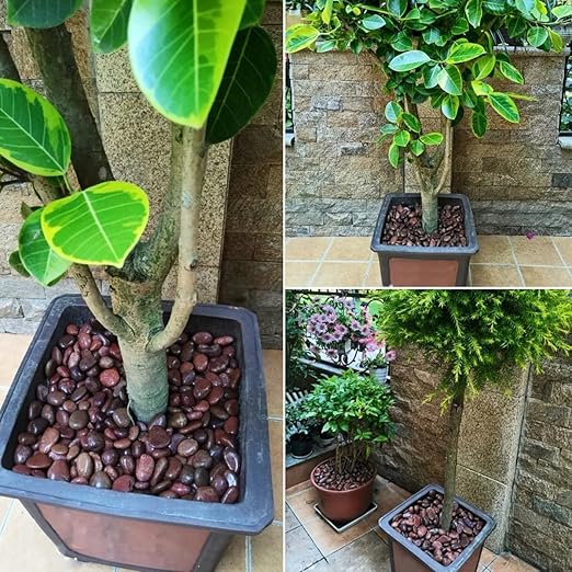 Rocks for Plant 5lbs, Red River Rocks 2-3 Inch Natural Pebbles for Indoor Plants, High Polished Decorative Stones Vase Filler Fish Tank Aquariums Landscaping Garden