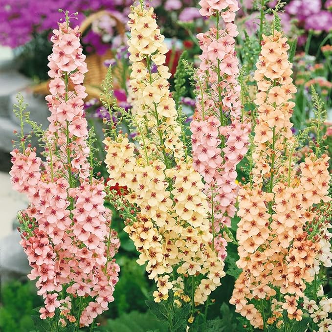 Outsidepride Southern Charm Mullein Seeds for Planting - 15 Pcs Self-Seeding, Perennial Heirloom Seeds for Planting Flowers, for Cut Flower Arrangements, Xeriscaping, Rock Gardens & Containers