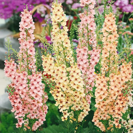 Outsidepride Southern Charm Mullein Seeds for Planting - 15 Pcs Self-Seeding, Perennial Heirloom Seeds for Planting Flowers, for Cut Flower Arrangements, Xeriscaping, Rock Gardens & Containers