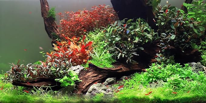 SubstrateSource Live Plant - Staurogyne Repens Tissue Culture Aquatic Live Aquarium Plant - 100% Snail Free in Vitro Cup (Staurogyne Repens)
