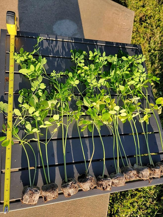 Moringa Plants 2 Live Moringa Tree Seedlings with Moringa Seeds - Sahijan - Malunggay - Drumstick Tree - Moringa Oleifera