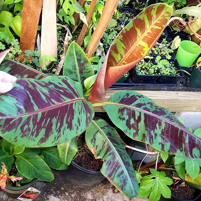 Zebrina Banana Tree Live Plant, Cold Hardy Banana Plant Live, Tropical Banana Fruit Seedling, Well Rooted 4-8 Inch Tall