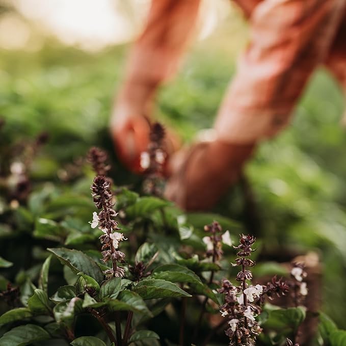 Cinnamon Basil - 250 Seeds - Heirloom & Open-Pollinated Variety, Non-GMO Culinary Herb Seeds for Planting, Grow Kitchen Herbs Indoors or Outdoors in Containers or The Home Garden, Thresh Seed Company