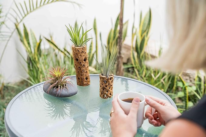 Air Plant Shop 12 Pack 3 Inch Cholla Cactus Holders with Assorted Air Plants- Wholesale and Bulk - Succulents - Live Tillandsia - Easy Care Indoor and Outdoor House Plants