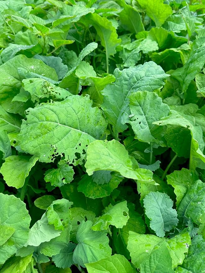 Complete 2 Food Plot Seed Mix for Deer, All Star Blend of Brassicas, Ceral Grains, Clovers, and Austrian Winter Peas, Cold Hardy, Late Season Plot