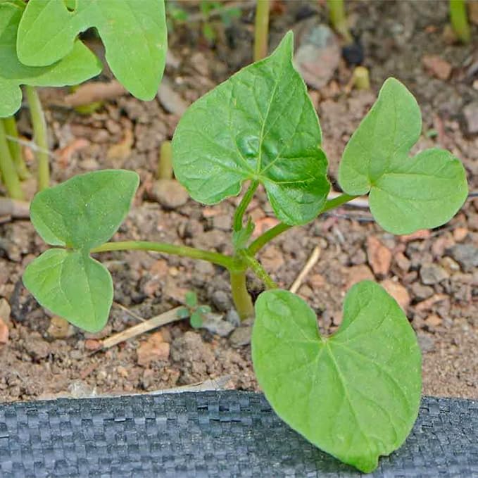 Seed Needs, Grandpa OTT Morning Glory Seeds - 100 Heirloom Seeds for Planting Ipomea purpurea - Annual Blue/Violet Blooms, Flowering Vine for a Natural Privacy Fence (5 Packs)