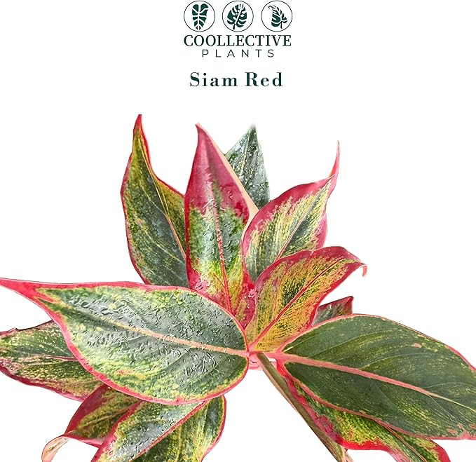 CoollectivePlants Aglaonema Siam Red – Aglaonema Live Plant in 4″ Growers Pot - Vibrant Red-Green Foliage, Live Indoor Plant