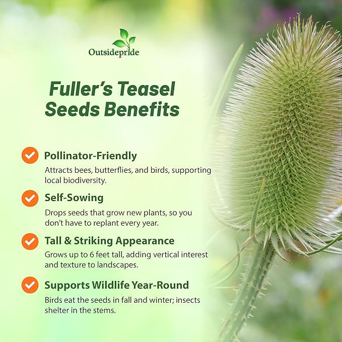 Outsidepride Teasel Seeds - 2000 Pcs. Biennal, Low Maintenance & Drought Tolerant, Flower Seeds for Planting Tall, Comb-Like Lilac Blooms for Cut Flower Arrangements & Pollinator Gardens
