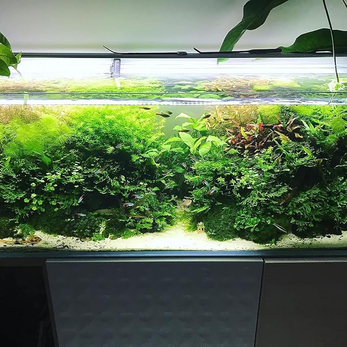 SubstrateSource Java Fern Live Aquarium Plants - Potted Freshwater Plant for Fish Tanks - Beginner Friendly, Low Light (Windelov, 5 Pots)