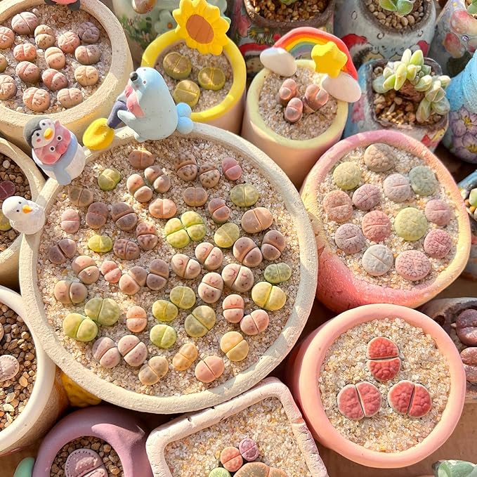 Sprout N Green Rare Lithops Collection, Living Stone Plant Fully Rooted in 4" Pot, Cute Potted Succulents Houseplant Pebble Plant, Great for Terrarium Arrangement, DIY Project