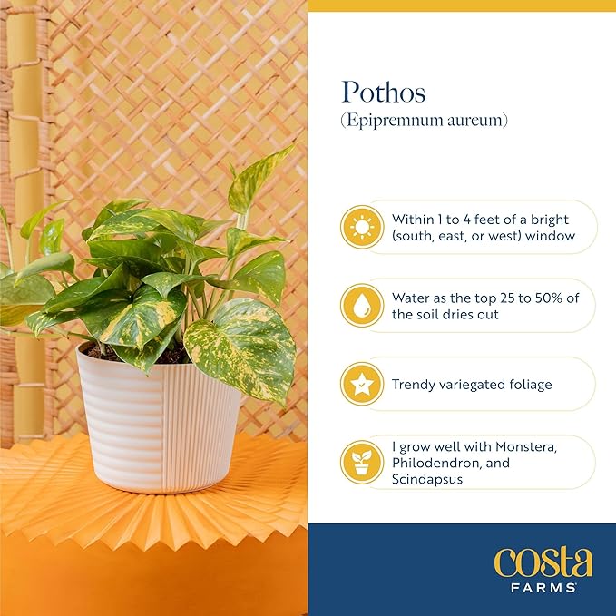 Costa Farms Golden Pothos Live Plant, Devil's Ivy in Hanging Basket Pot, Easy to Maintain, Large Air Purifying Indoor Houseplant, Home, Room, or Office Decor, House Warming or Birthday Gift