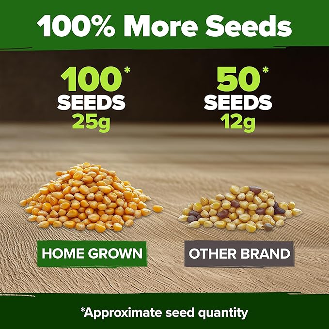 HOME GROWN Golden Bantam Corn 1 Pack 100 Heirloom Vegetable Seeds Grow Sweet Corn Outdoors Easy for Beginners & Great for Home Gardeners High Germination (Zea mays)
