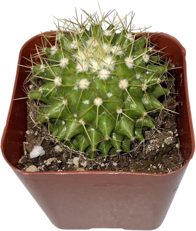 Sprout N Green Mammillaria marksiana, Live Cactus Plant Fully Rooted in 2" Pots with Soil Mix, Houseplant for Indoor Outdoor Home Office Decor
