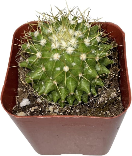 Sprout N Green Mammillaria marksiana, Live Cactus Plant Fully Rooted in 2" Pots with Soil Mix, Houseplant for Indoor Outdoor Home Office Decor