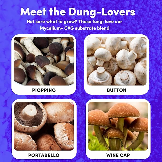 Mycelium 6LB Mushroom Grow Kit | All-in-One CVG Substrate & Rye Berries Grain Bag | Injection Port & Filter Patch | Grow Dung-Loving Mushrooms at Home – Just Add Liquid Culture