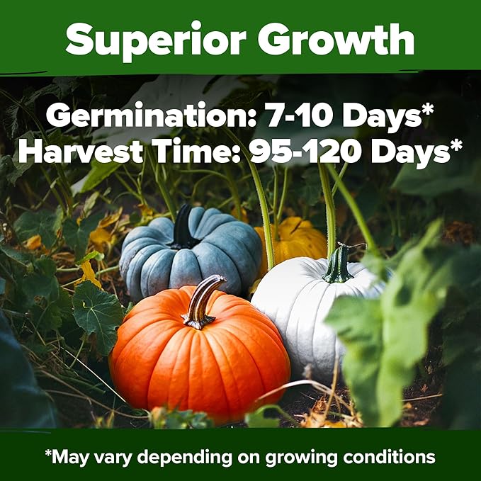 HOME GROWN 5 Pumpkin Seeds Mix - 40 Seeds Heirloom Pumpkin for Planting Ideal Garden for Unique Varieties Yellow Paris and Casper, Culinary and Decorative Use
