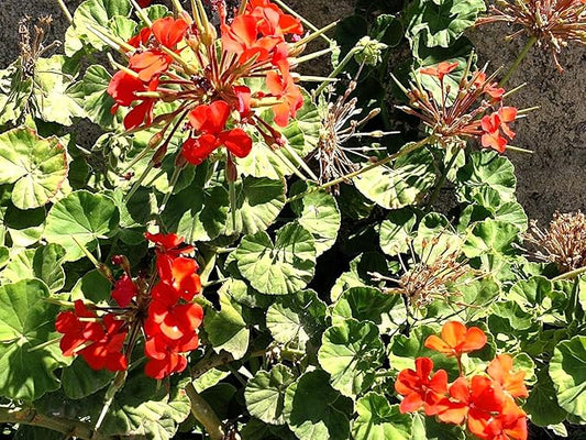 Greenwood Nursery: Live Perennial Plants - Wild Red Columbine + Aquilegia Canadensis - [Qty: 5X Pint Pots] - (Click for Other Available Plants/Quantities)