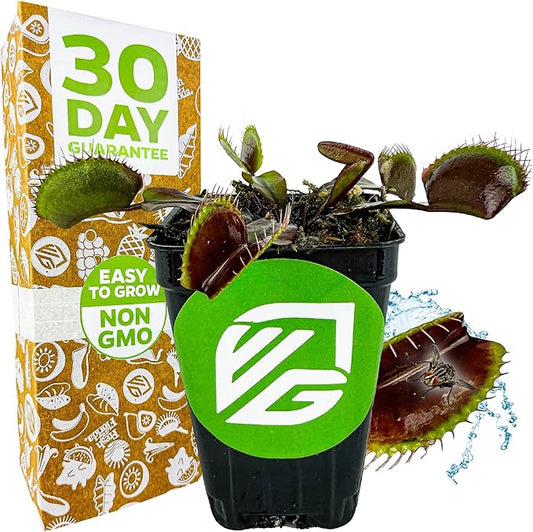 Akai Ryu Venus Fly Trap (Red Dragon) Live Plant - Dionaea muscipula by Wellspring Gardens - Unique Plant - Red Trap Plant - Red Venus Fly Trap - Rare Starter Plant