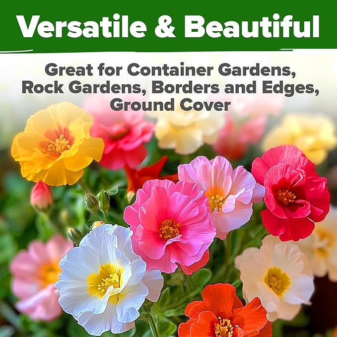 HOME GROWN 23,500+ Moss Rose Seeds (Bulk Pack) Annual Flower for Ground Cover - Heirloom Non GMO Portulaca Seeds for Planting Outdoors - Great for Low-Maintenance Gardens (Portulaca grandiflora)