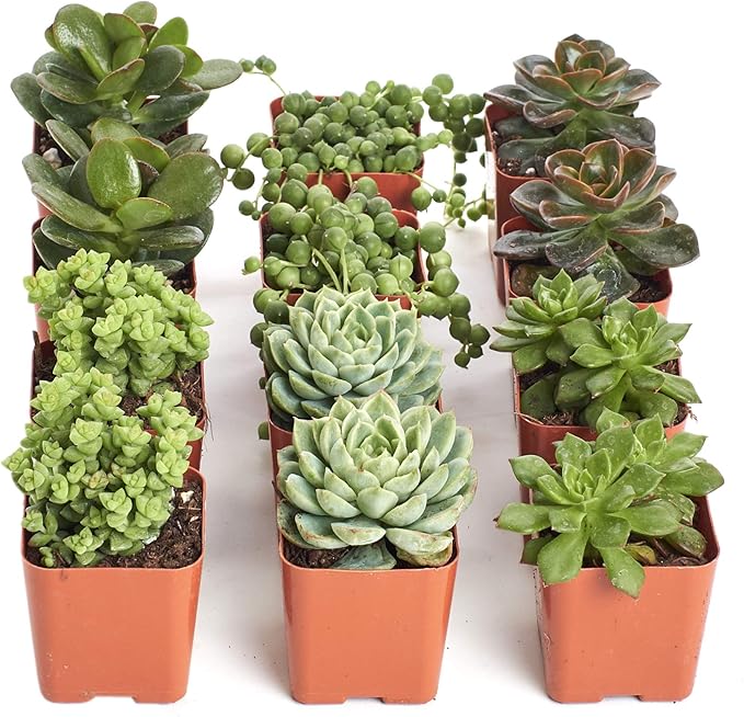 Shop Succulents | Verde Collection | Assortment of Hand Selected, Fully Rooted Live Indoor Green Succulent Plants, 12-Pack