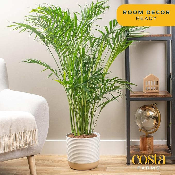 Costa Farms Cat Palm Live Plant in Plastic Pot, Large Indoor Houseplant, Perfect for Home, Room, or Office Decor, Great House Warming or Birthday Gift, 3-4 Feet Tall