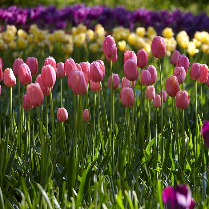 Garden State Bulb Single Late Pink Menton Tulip Flower Bulbs, 12/+ cm, Fall Planting (Bag of 100)